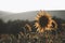 Sunflower on the middle of a garden. Nature scene with details, eco ambient for decoration or texture. Details of plants and flowe