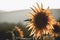 Sunflower on the middle of a garden. Nature scene with details, eco ambient for decoration or texture. Details of plants and flowe