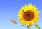 Sunflower and monarch butterflies on blue sky background