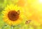 Sunflower and monarch butterflies on blurred sunny background