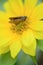 Sunflower with moth