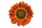 Sunflower `Moulin Rouge F1` red flower isolated on white