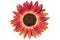 Sunflower `Moulin Rouge F1` sunny red flower isolated on white