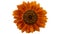 Sunflower \\\'Moulin Rouge\\\' orange and red flower isolated on white