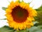 Sunflower with multiple yellow petals and in the central part the pipes of brown tones, lerida, spain, europe