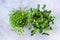 Sunflower and mustard microgreen sprouts on marble background top view close up