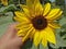 Sunflower in my hand amazing yellow petals and dark brown central part with green leaves