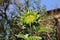 Sunflower in my sunny, organic garden,