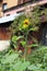 Sunflower in my sunny, organic garden,