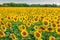 Sunflower natural background. Sunflower bloom. A field with sunflowers