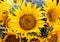 Sunflower natural background. Sunflower blooming