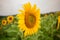 Sunflower natural background. Sunflower blooming. Close-up of sunflower