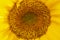 Sunflower natural background. Sunflower blooming. Close-up of sunflower. Sunflowers symbolize adoration, loyalty and longevity