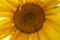 Sunflower natural background. Sunflower blooming. Close-up of sunflower. Sunflowers symbolize adoration, loyalty and longevity