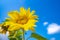 Sunflower natural background. Sunflower blooming. Close-up of sunflower. Sunflowers symbolize adoration, loyalty and longevity