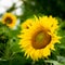 Sunflower natural background, sunflower closeup