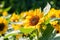 Sunflower natural of blur background. In the morning sun blurred the agricultural gardening background