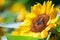 Sunflower natural of blur background. In the morning sun blurred the agricultural gardening background