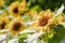 Sunflower natural of blur background. In the morning sun blurred the agricultural gardening background