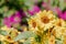 Sunflower natural of blur background. In the morning sun blurred the agricultural gardening background