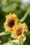 Sunflower natural of blur background. In the morning sun blurred the agricultural gardening background