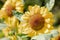 Sunflower natural of blur background. In the morning sun blurred the agricultural gardening background