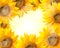 Sunflower nature background