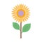 Sunflower nature delicate decoration icon