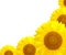 Sunflower nature on the summer background