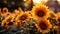 Sunflower, nature vibrant blossom, shines in the meadow golden sunlight generated by AI
