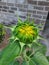 a sunflower that is nearing the time of opening