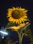 Sunflower at the night on Malioboro hotel flower