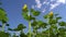 Sunflower oil conclept. Low angle pan view blooming sunflowers in the field close up in a sunny morning. Agricultire