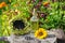 Sunflower oil in a glass Bottle and sunflowers on an stump