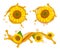 Sunflower oil. Realistic sunflowers, oil splashes and drops vector illustration