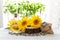 Sunflower oil and seeds