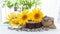 Sunflower oil and seeds