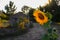 Sunflower and old shack in nature