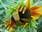 Sunflower opening