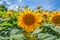 sunflower among other Helianthus flowers under blue summer sky