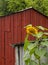 Sunflower, outbuilding and red barn