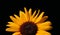 Sunflower Over Black