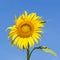 Sunflower over bright sunlight