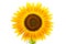 Sunflower over isolate white background.