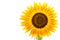 Sunflower over isolate white background. with clipping path