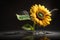 Sunflower over water with splash of water around it, in a black and reflective environment. Generative AI_2