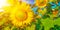 Sunflower painting.Background of sunny sunflowers.