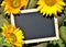 Sunflower panel shield