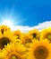 Sunflower panorama