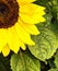 Sunflower in part close-up view in August morning